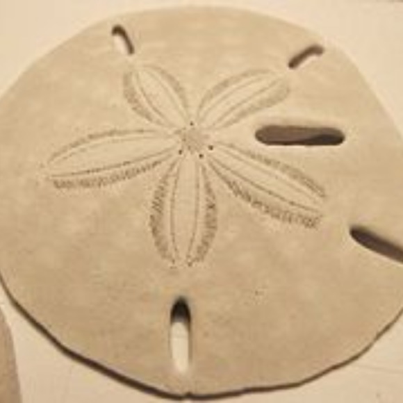sanddollar2016
